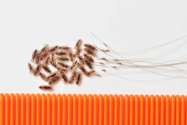 Head Lice Myths Debunked: Expert Advice for Chicago Parents